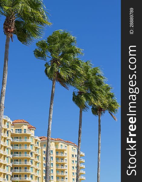 A Composition of Palms and Tropical Condominiums. A Composition of Palms and Tropical Condominiums