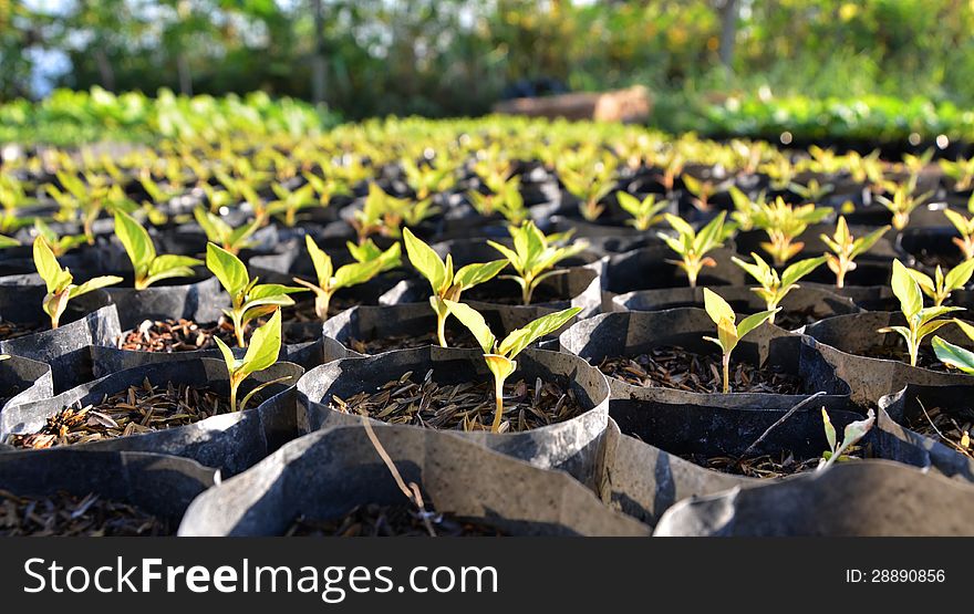 Young seedlings in the soil in small pots. Young seedlings in the soil in small pots