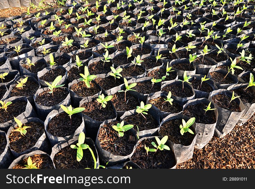 Young Seedlings In Small Pots