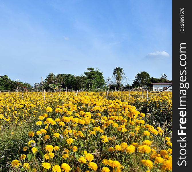 Marigold farm fully harvest in Thailand