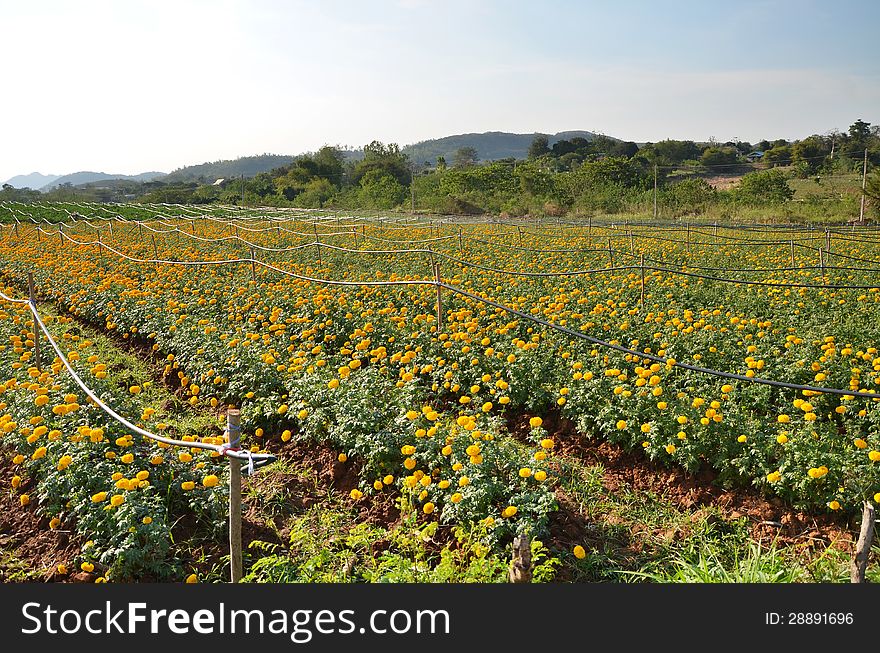 Marigold farming in KaoYai Thailand