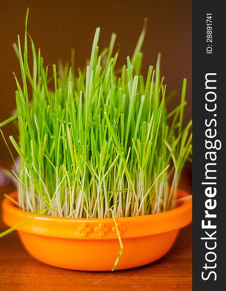 Cat green wheat plants- good for digestion. Cat green wheat plants- good for digestion
