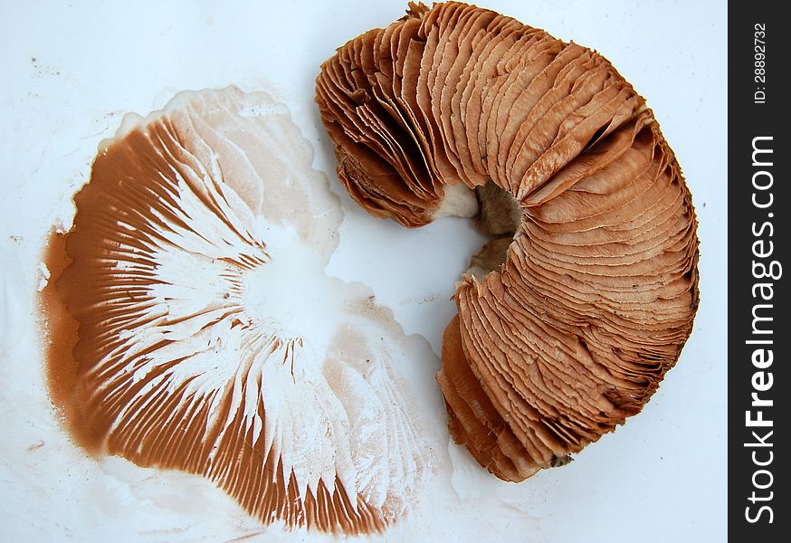 Brown mushroom cap with leaflike gills and its brown floral spore print on white paper. Brown mushroom cap with leaflike gills and its brown floral spore print on white paper