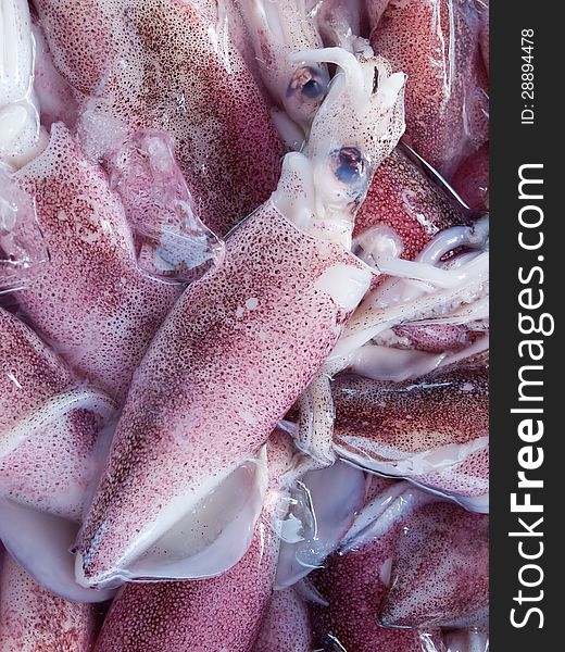 Freshly caught squid on market