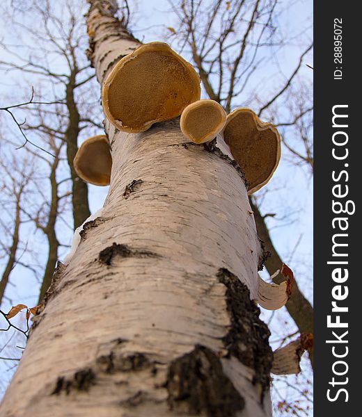 Parasitic yellow fungus on a birch tree trunk pointing to the winter sky. Parasitic yellow fungus on a birch tree trunk pointing to the winter sky