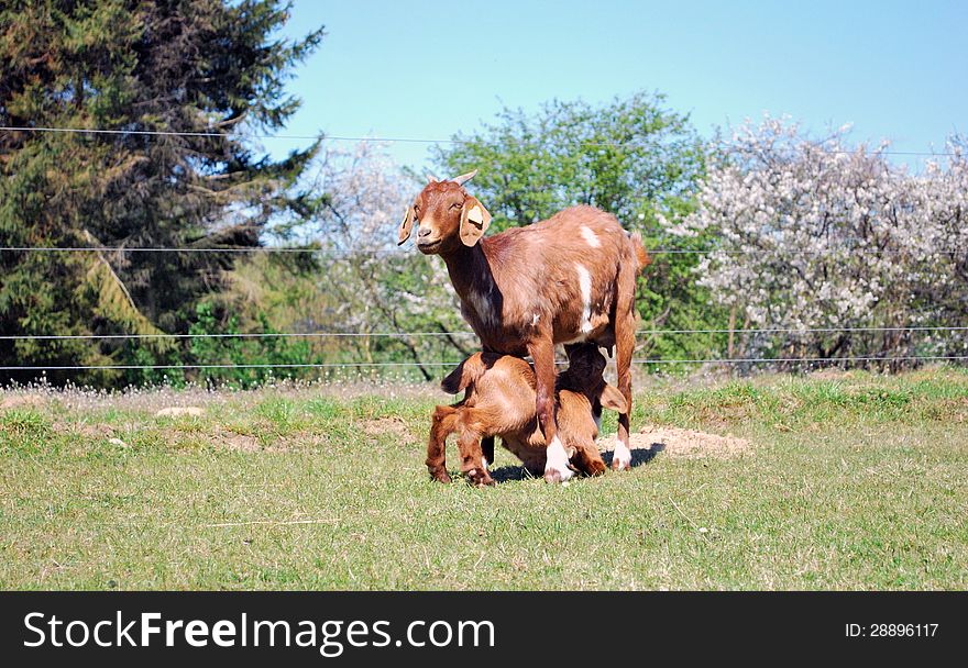 Mama goat and baby