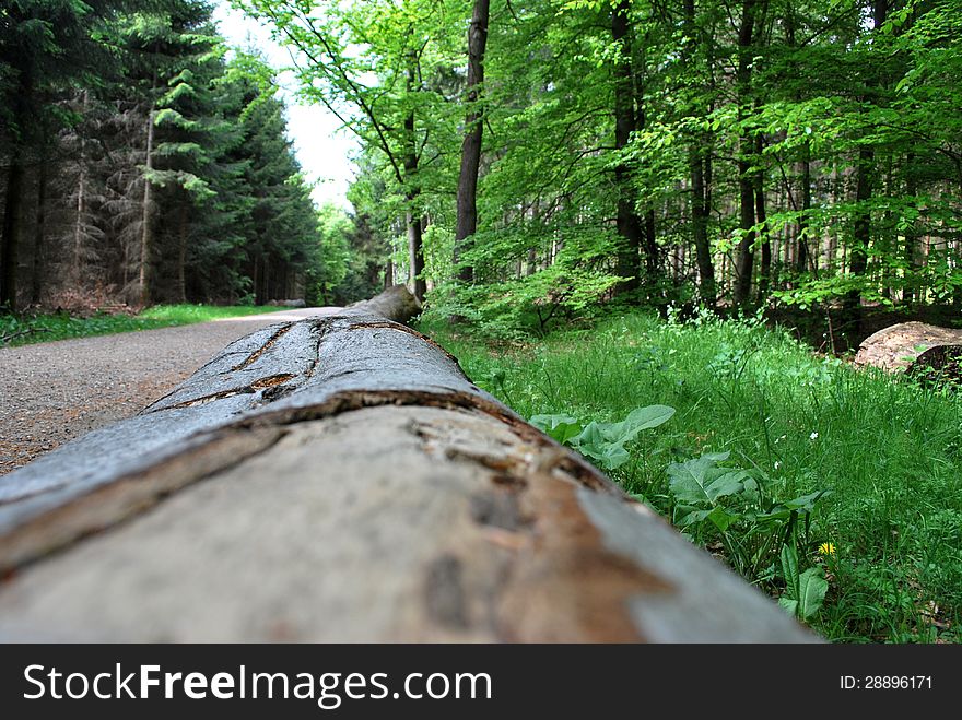 A cut down tree lying by the forrest road. A cut down tree lying by the forrest road