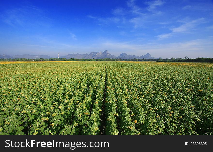 Sunflowers Field With Blue Sky, Thailand