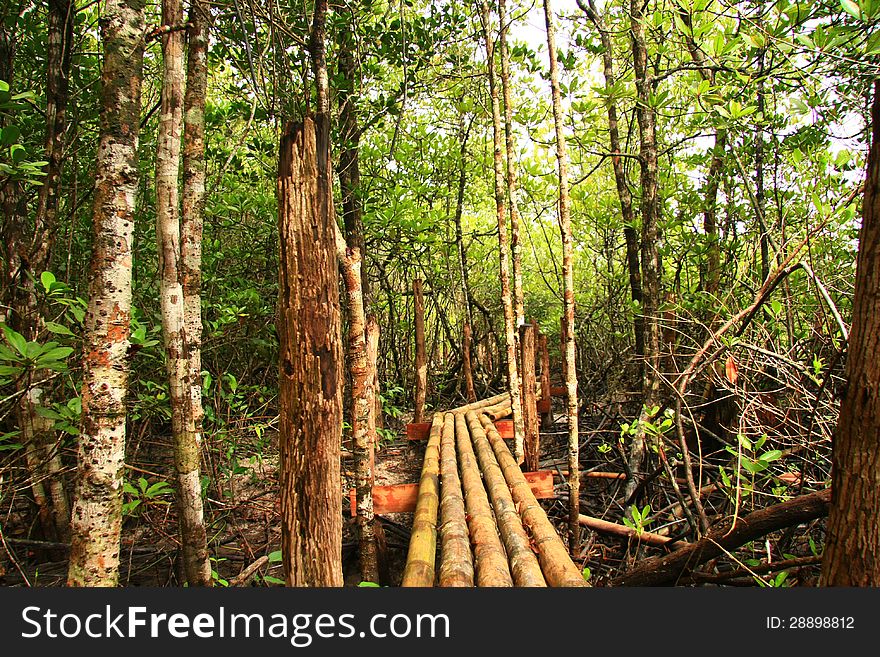 Mangrove Forest, Thailand