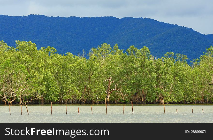 Mangrove forest, Thailand