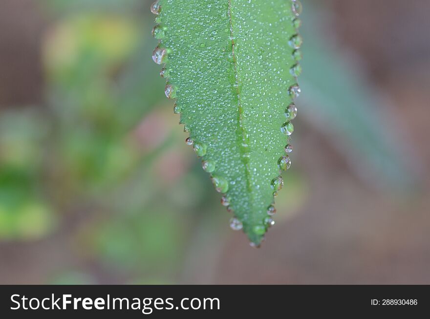 Dew On A Leaf Of Kalanchoe Pinnata