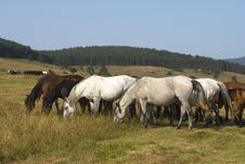 Horses Stock Photos Horses Stock Photos