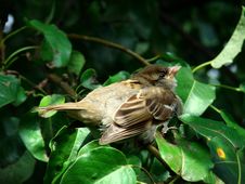 Sparrow In Pear-tree Stock Photography