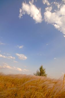 Lonely Tree And Steppe Royalty Free Stock Photos Lonely Tree And Steppe Royalty Free Stock Photos