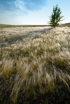 Lonely Tree And Steppe Stock Photos Lonely Tree And Steppe Stock Photos