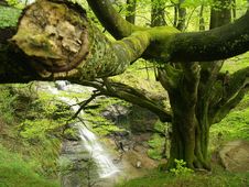 European Or Common Beech Stock Images European Or Common Beech Stock Images