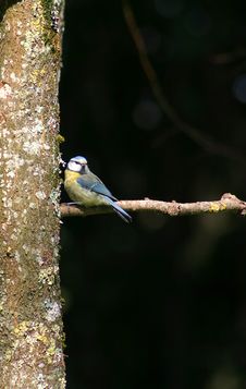 Blue Tit (cyanistes Caeruleus) Royalty Free Stock Photos