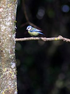 Blue Tit Bird Photo Stock Photo