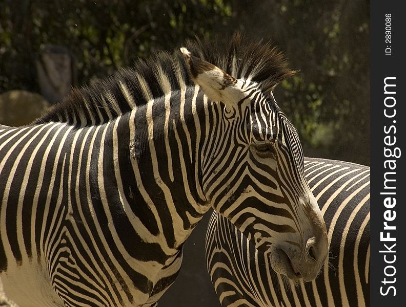 Zebra in their natural environment