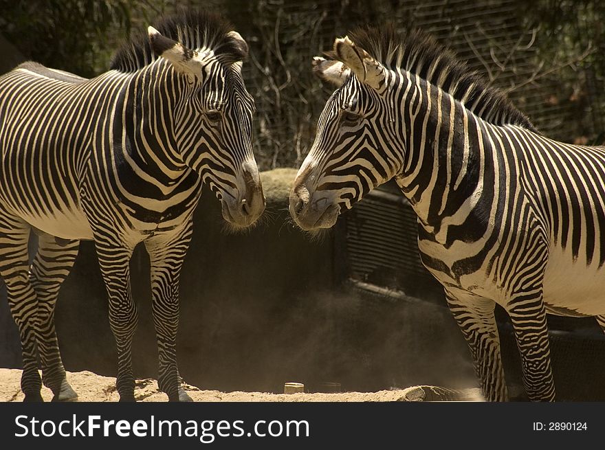 Zebra in their natural environment