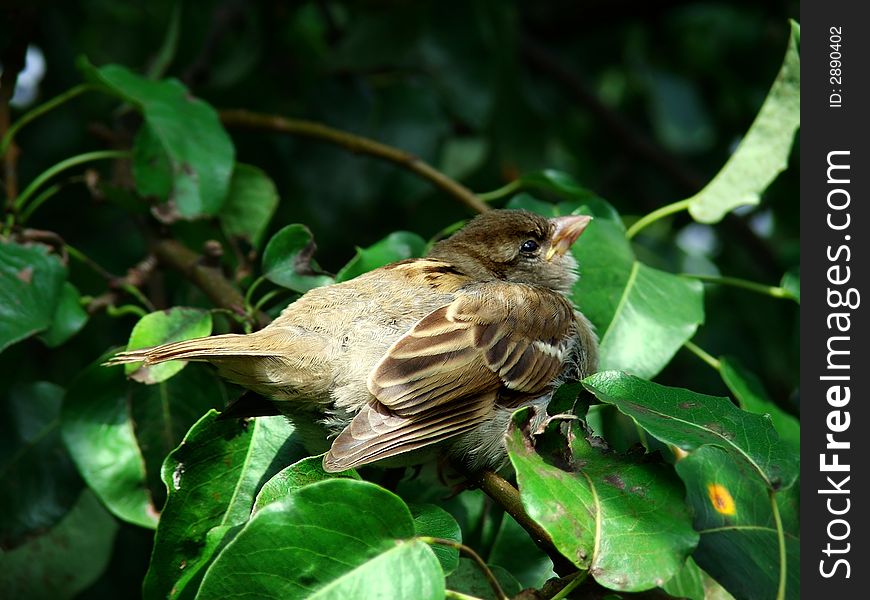 Sparrow In Pear-tree