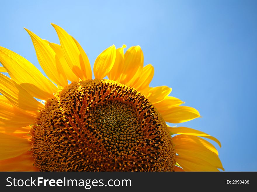 Sunflower and sky, summer day, landscape, close-up