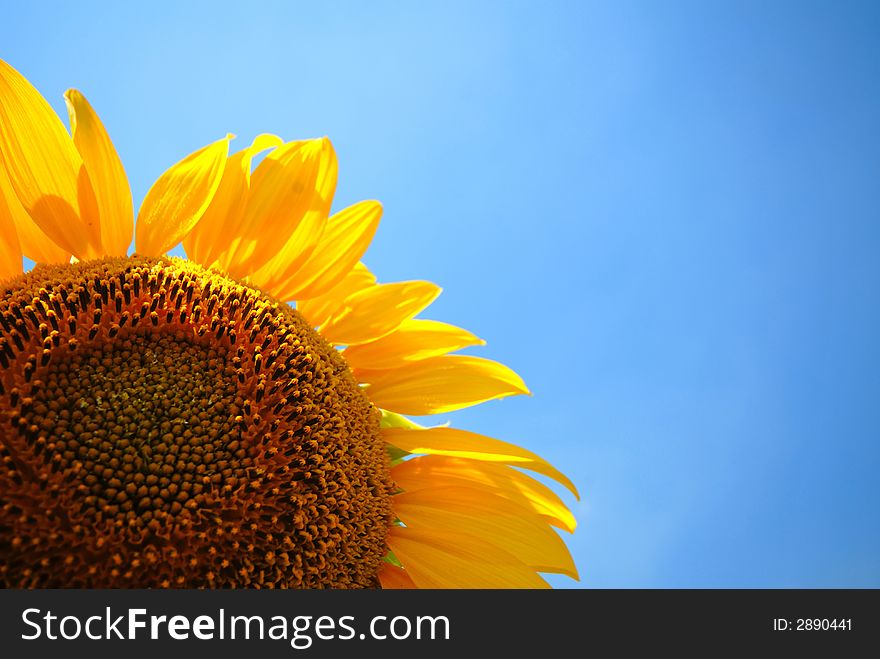 Sunflower and sky, summer day, landscape, close-up