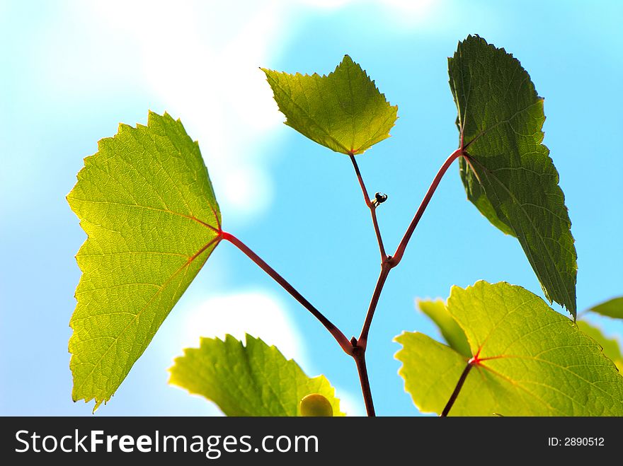 Green moulding of  grapes on  background of  blue sky. Green moulding of  grapes on  background of  blue sky