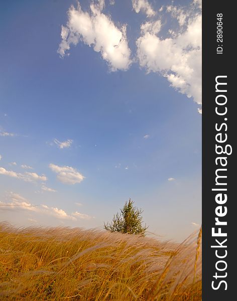 Lonely tree, feather-grass and steppe. Lonely tree, feather-grass and steppe