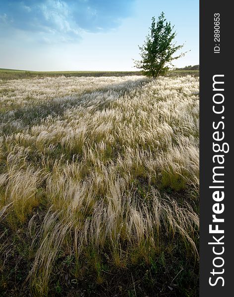 Lonely tree, feather-grass and steppe. Lonely tree, feather-grass and steppe