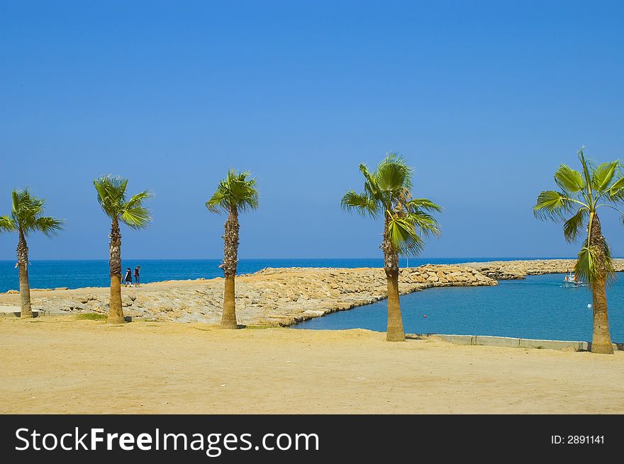 Five palm trees in a row near the beach and sea. Five palm trees in a row near the beach and sea