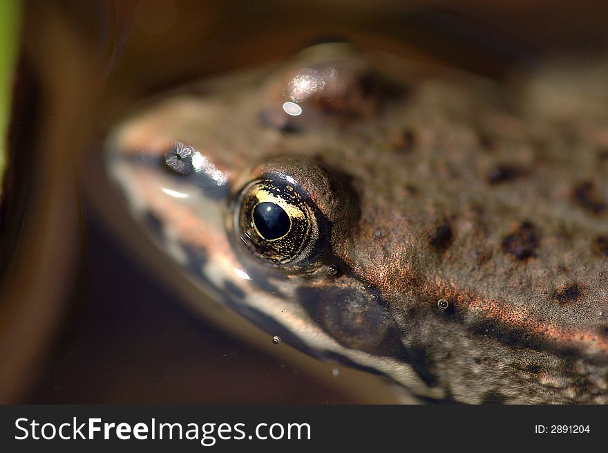 Close up of a brown frog. Close up of a brown frog