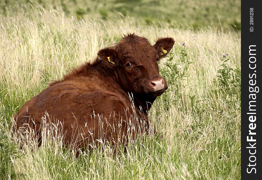 Limousin cow resting in a field in the north of England