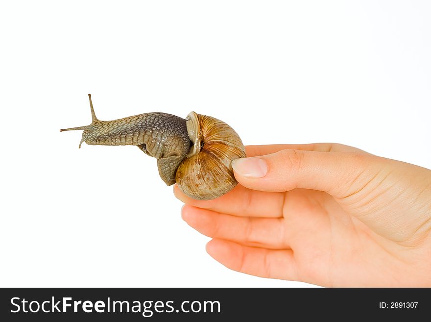 Snail in hands on a white isolated background