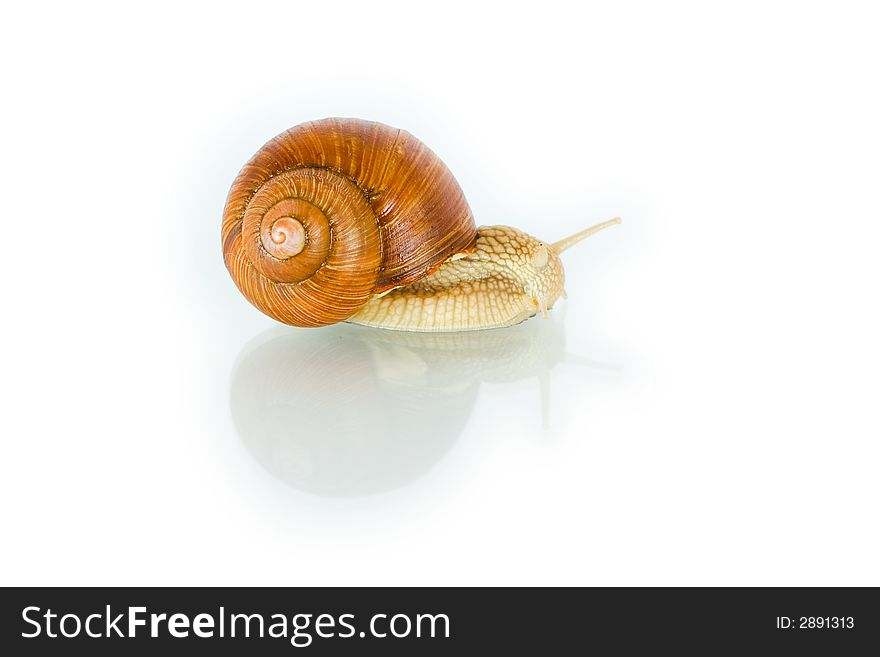 Snail creeping on a white background