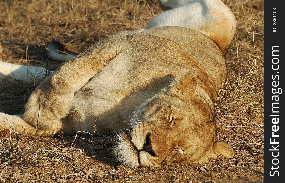 Female lion sleeping on her side. Kruger Park. South Africa