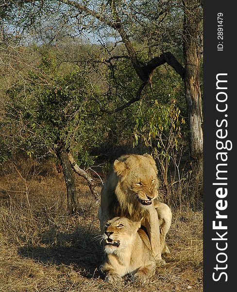 Wild African lions mating. Kruger Park. South Africa.