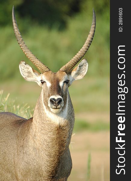 African Male Waterbuck. Kruger Park. South Africa. African Male Waterbuck. Kruger Park. South Africa.