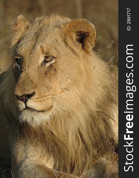 Young african male lion with visible scars on his face.