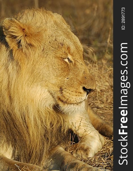 Young african male lion sleeping in the midday sun. Kruger Park. South Africa.