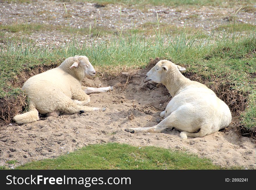 Two sheep laying in a sand hole. Two sheep laying in a sand hole