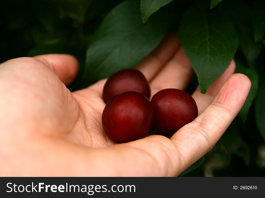 Dark red, violet cherry plum, myrobalan, Prunus cerasifera on the hand,
background green leaves and tree,