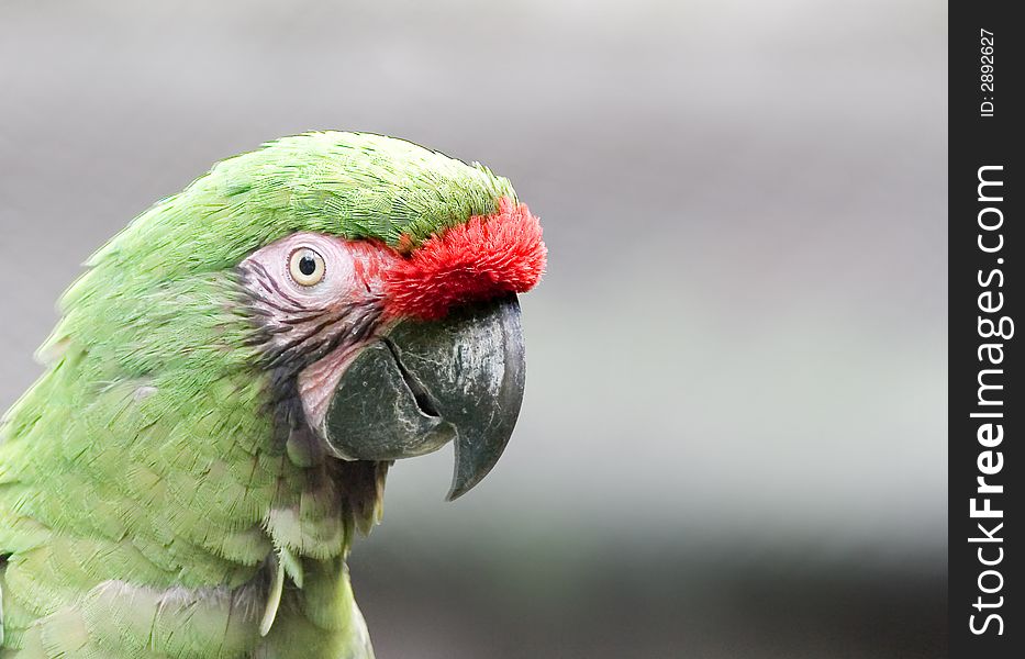 A head shot of a green and red parrot with isolated background . A head shot of a green and red parrot with isolated background .