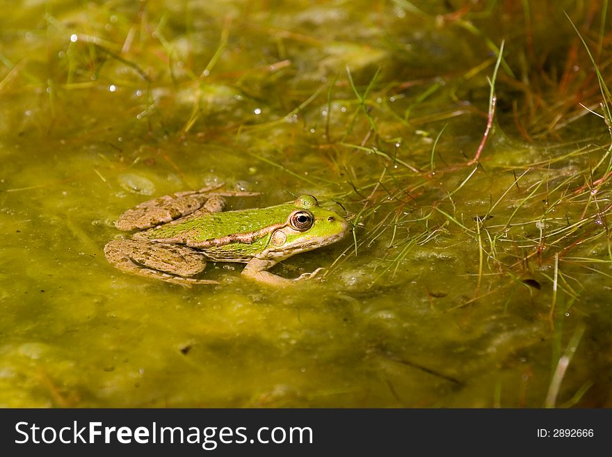 A to toned frog in a pond. A to toned frog in a pond