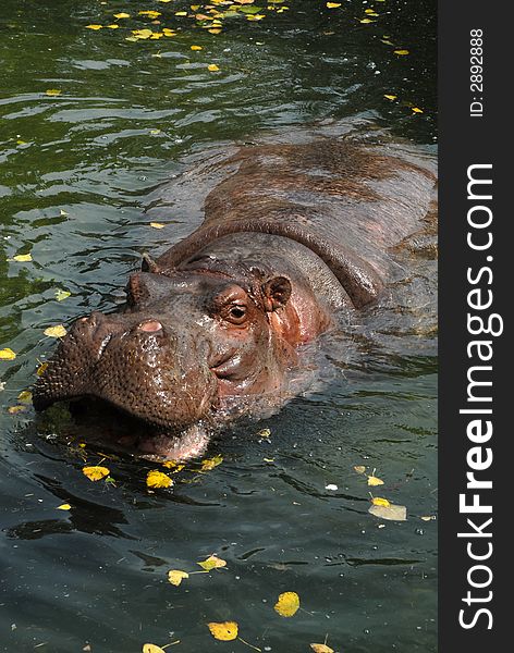 Hippo is waiting for some eat. Hippo is waiting for some eat.