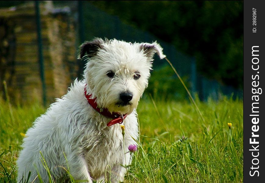 White dog in green glass.