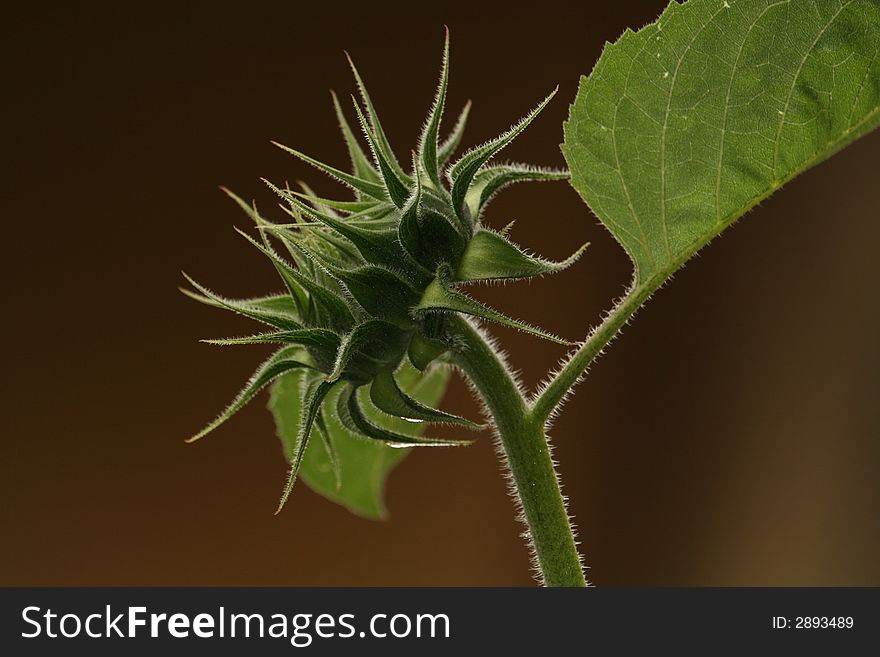 A sunflower representing a bad hair day.