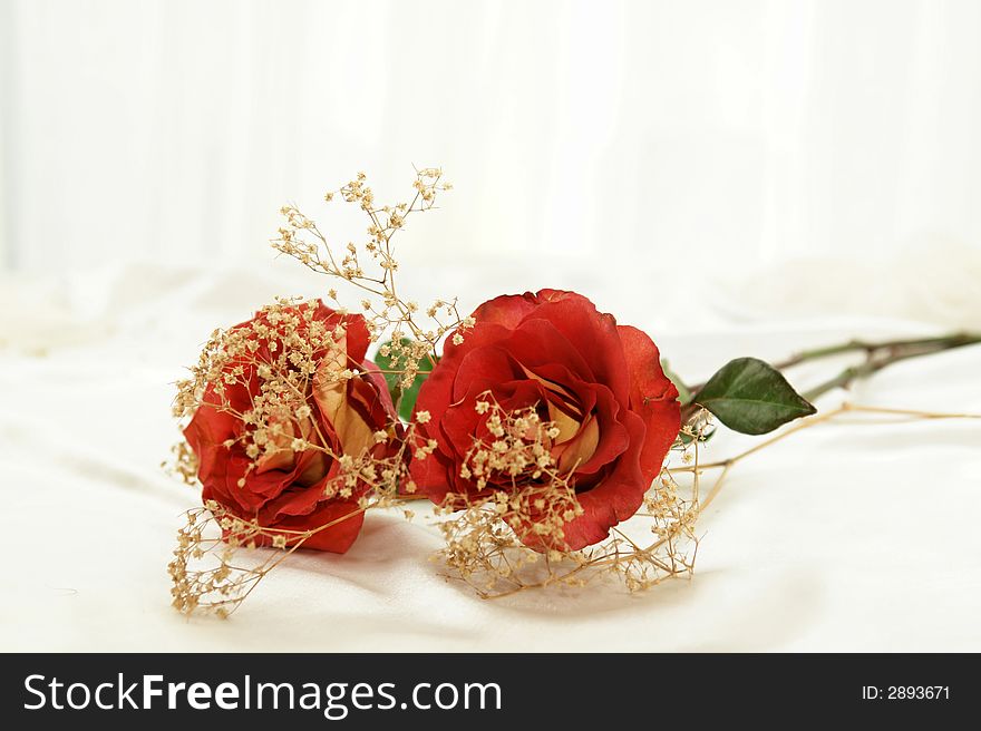 Beautiful yellow and red hybrid roses closeup laying down. Beautiful yellow and red hybrid roses closeup laying down