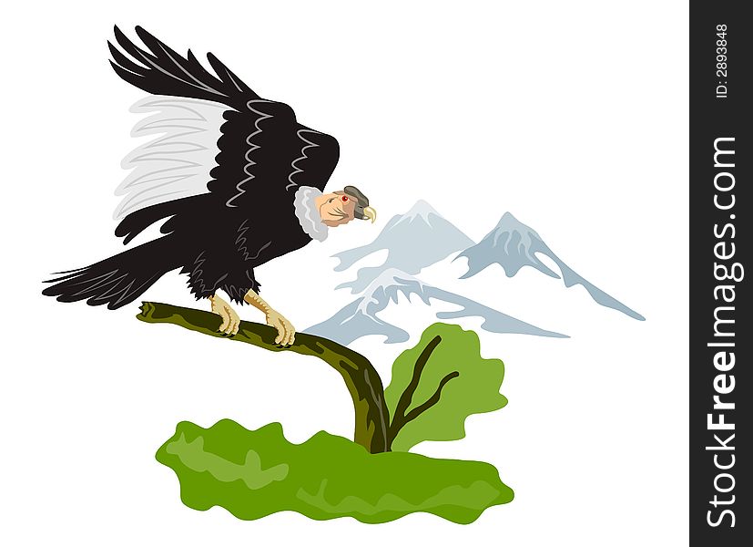 Vector art of an andean condor. Vector art of an andean condor