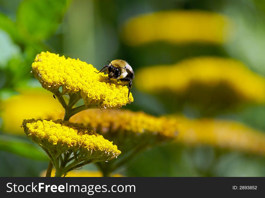 Close up of Bee on flower collecting pollen. Close up of Bee on flower collecting pollen